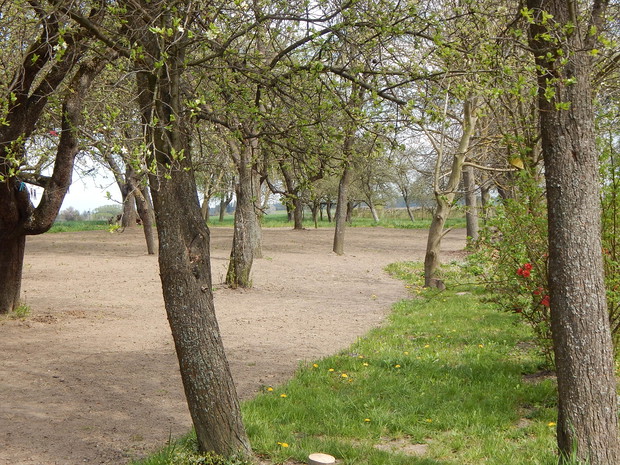 Nowy zasiew trawnika w sadzie