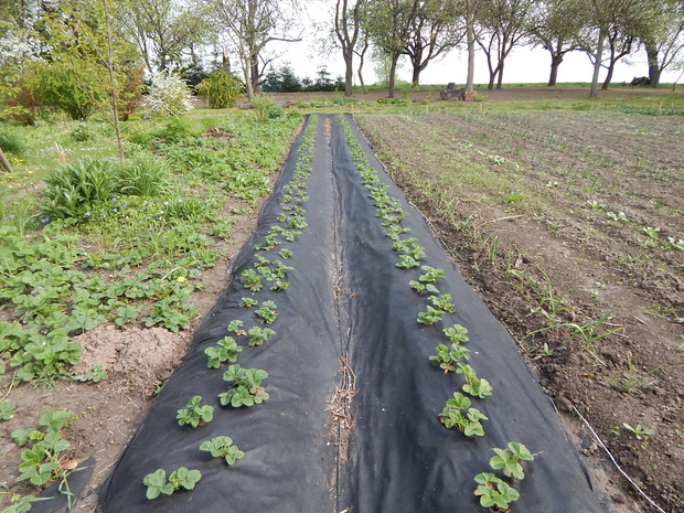 Ostatnie nasadzenia truskawek