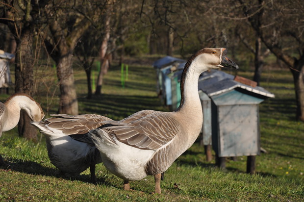 Ozdbone ptaki ogrodu.