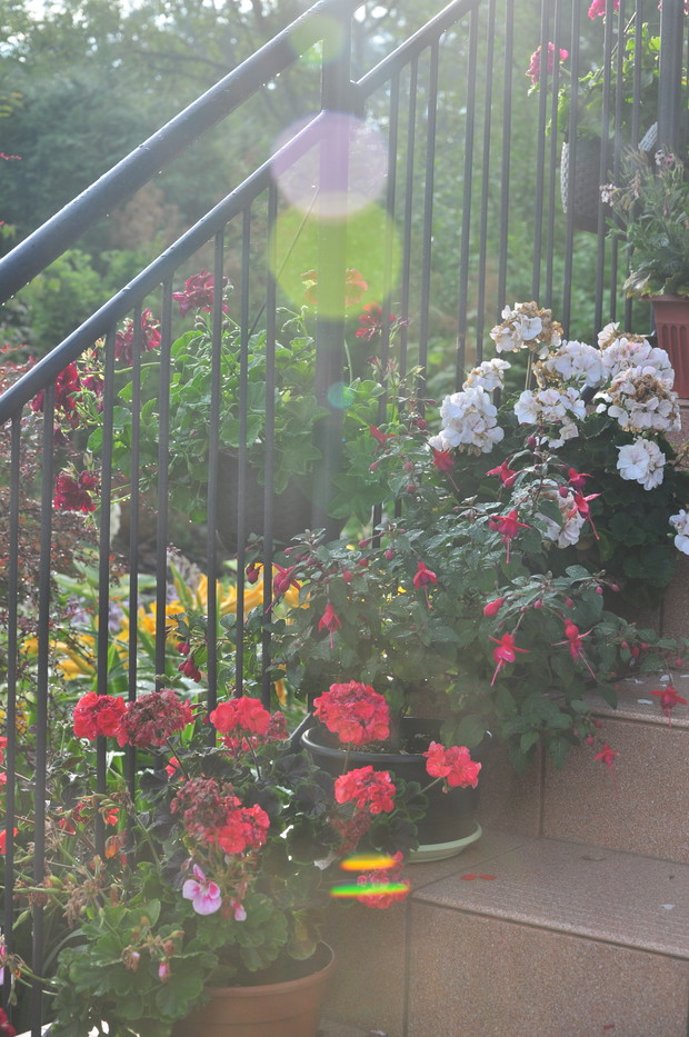 Pelargonie i fuksje...