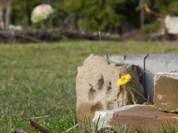 Pierwszy ślad wiosny