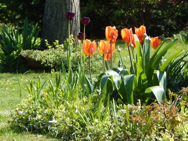 Pomarańczowe tulipany