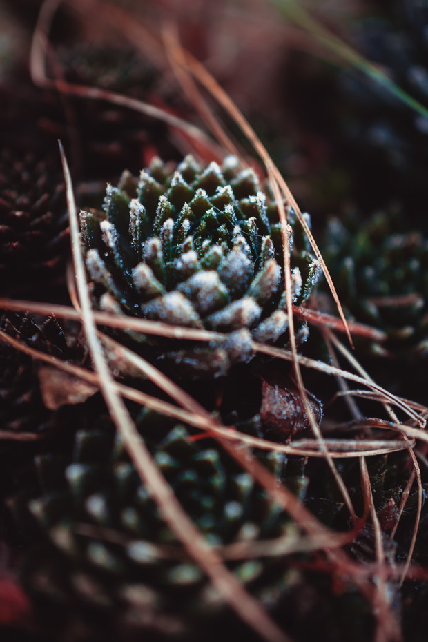 Rozchodnik pierwiosnkowaty