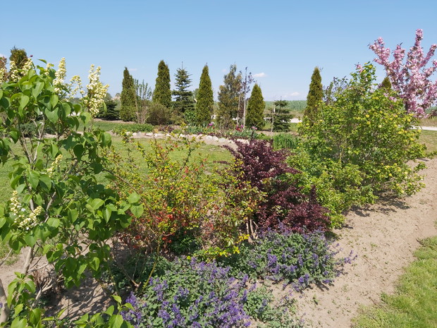 Ściana kwitnących krzewów