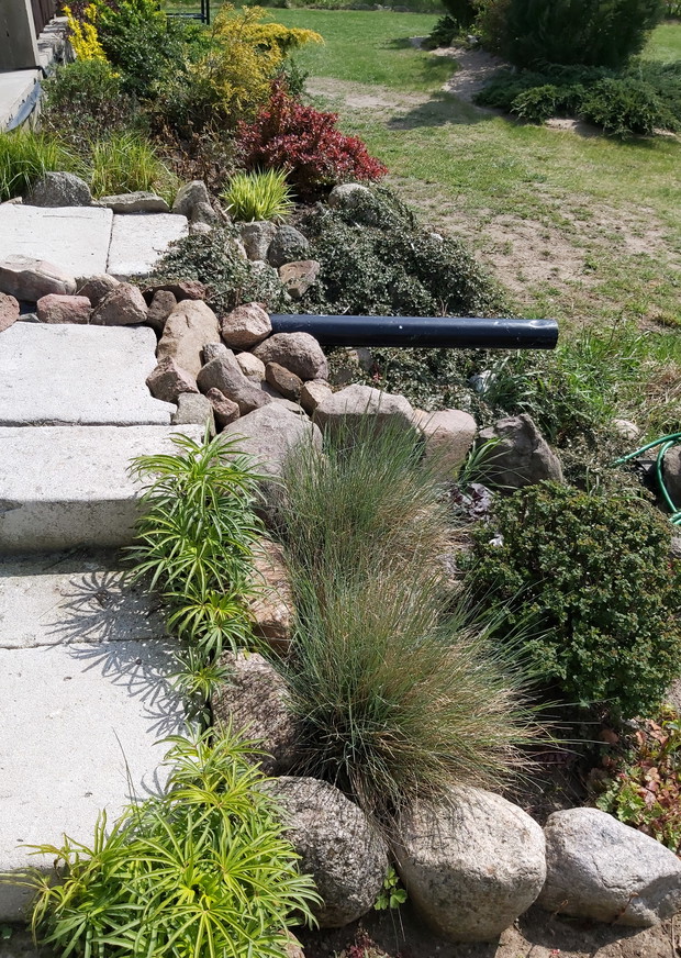 Skalniak przy tarasie