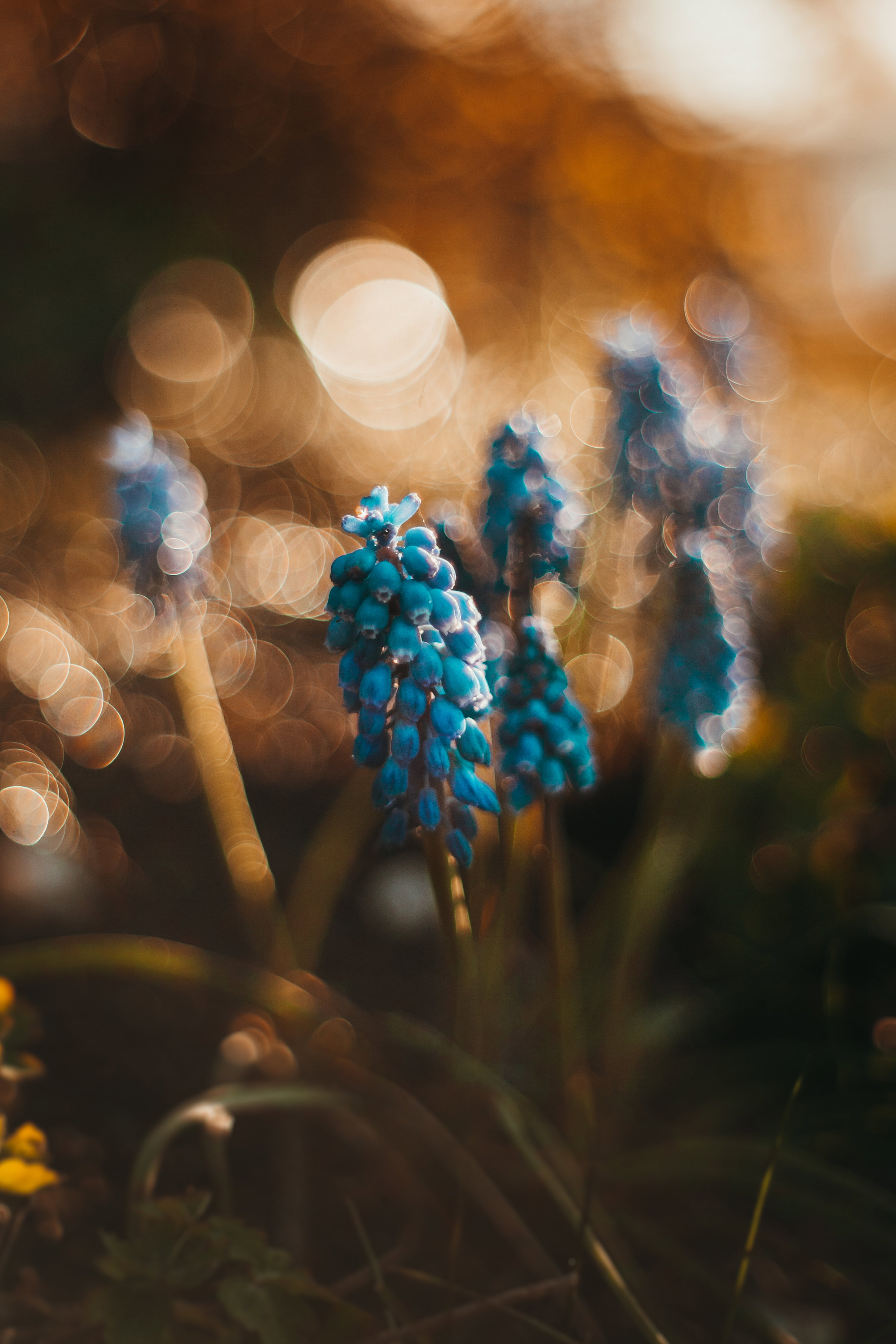 Szafirek wśród deszczu