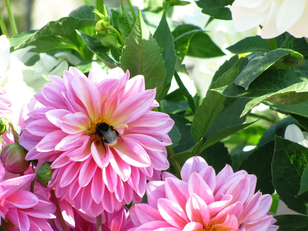 Trzmiel przyłapany na gorącym uczynku