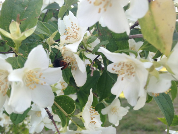 Trzmiel w "jaśminowej stołówce"