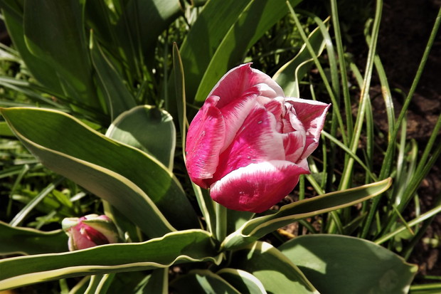 Tulipan