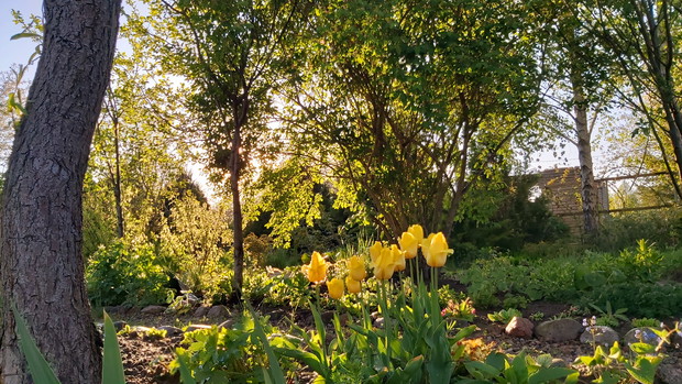 Tulipany w blasku zachodzącego słońca