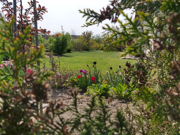 Tulipany w iglastej ramce