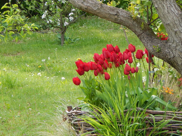 Tulipany