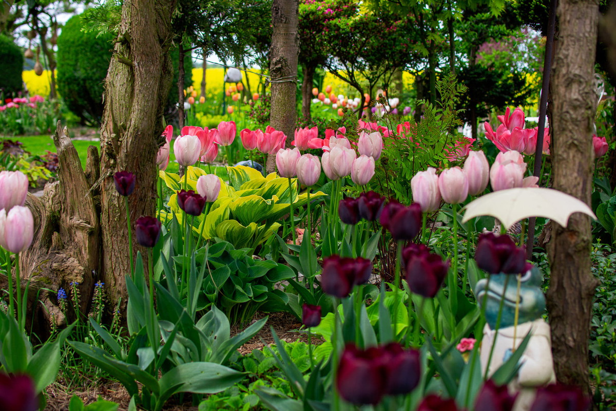 Tulipany