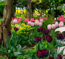 Tulipany