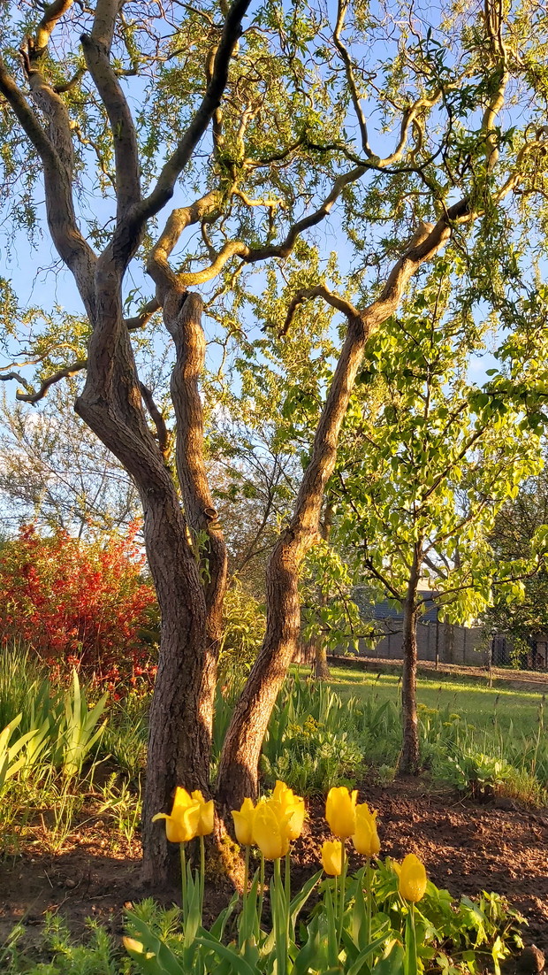 W cieniu wierzby mandżurskiej