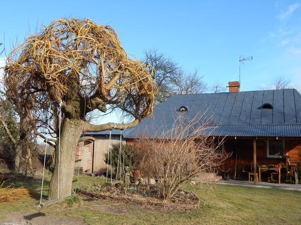 Wierzba płacząca po wiosennym strzyżeniu