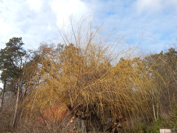 Wierzba płacząca przed wiosennym strzyżeniem