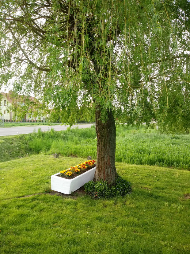 Wierzba płacząca .