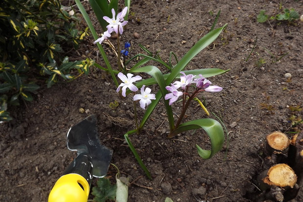 Wiosenna pielęgnacja