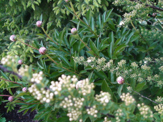 Wkrótce rozkwitną.