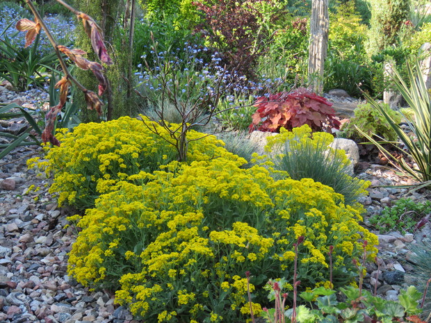 wszędobylkska smagliczka