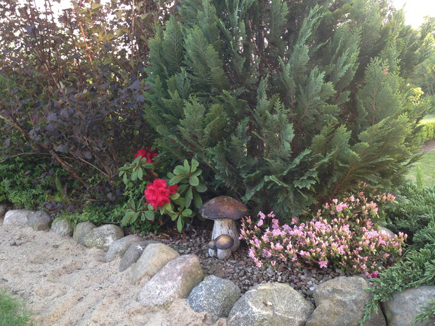 Wyrosły grzyby po deszczu