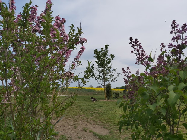 Z kamerą wśród kotów