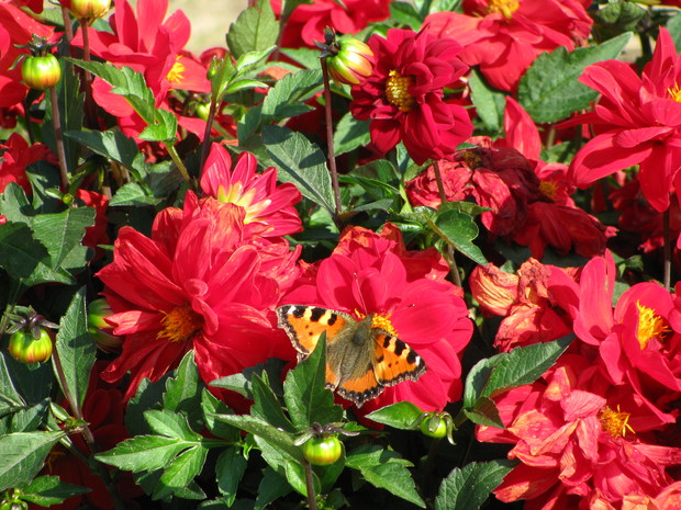 Z kamerą wśród motyli - rusałka pokrzywnik