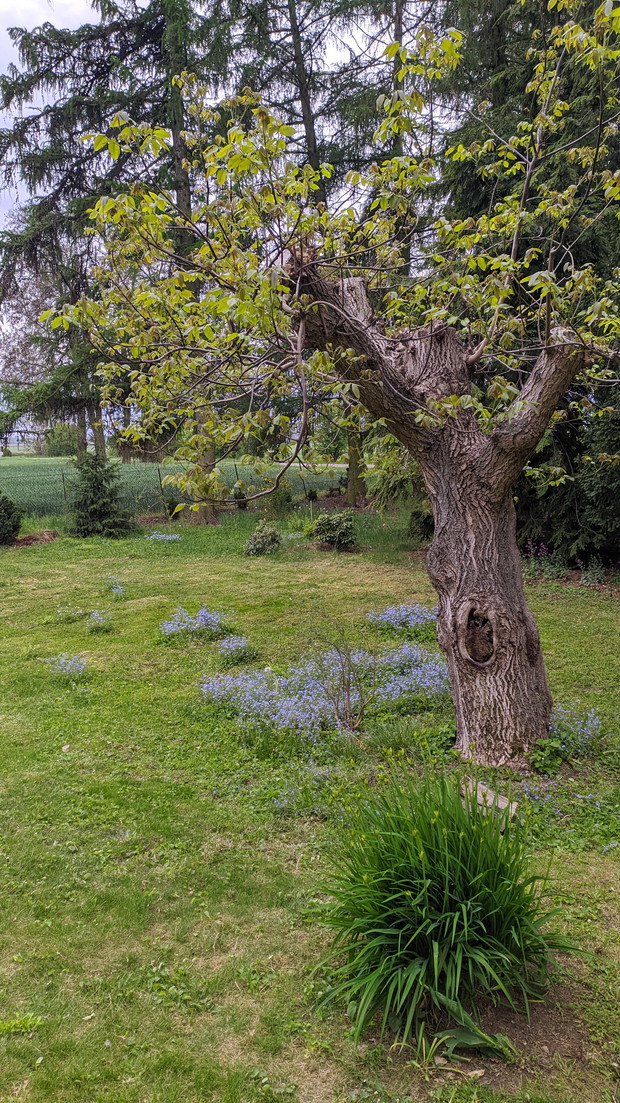 A miał być ścięty