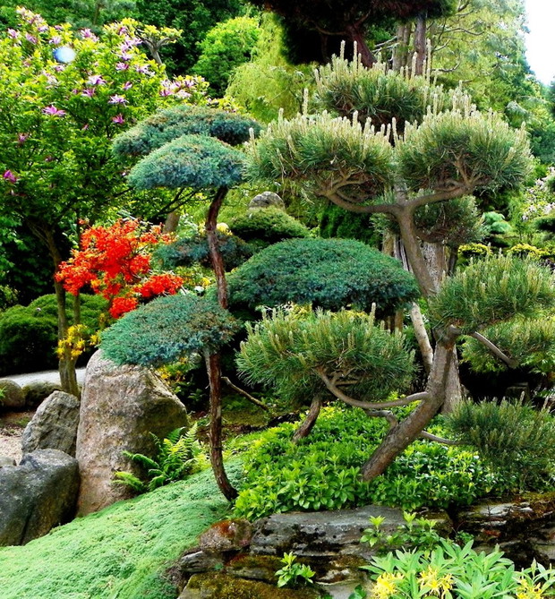 Bonsaiowy eksperyment