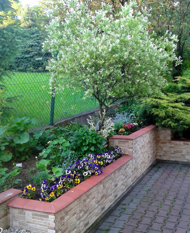 Bratki i inne kwiatki