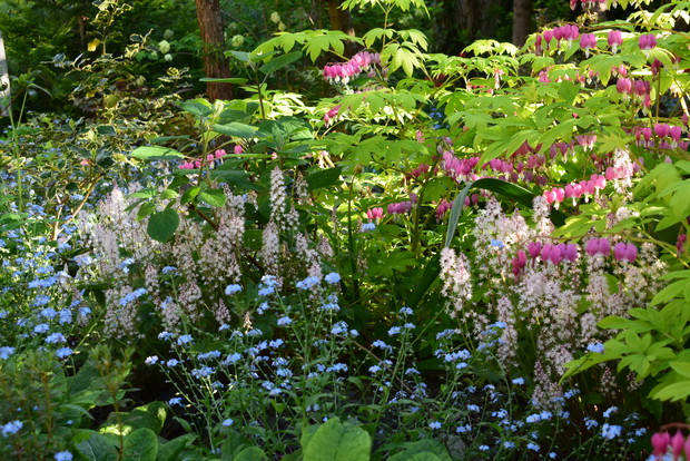 Leśna rabata z serduszkami