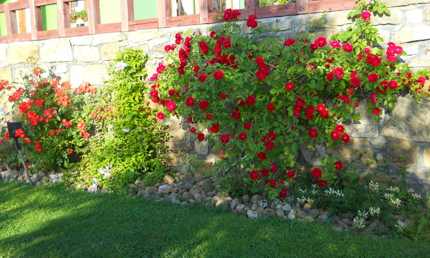 Pierwsze kwiaty w ogrodzie