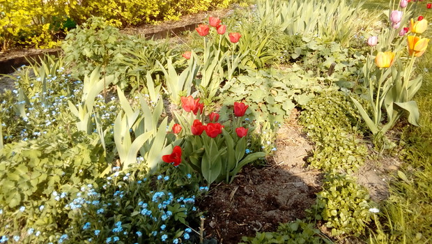 Rabatka z tulipanami