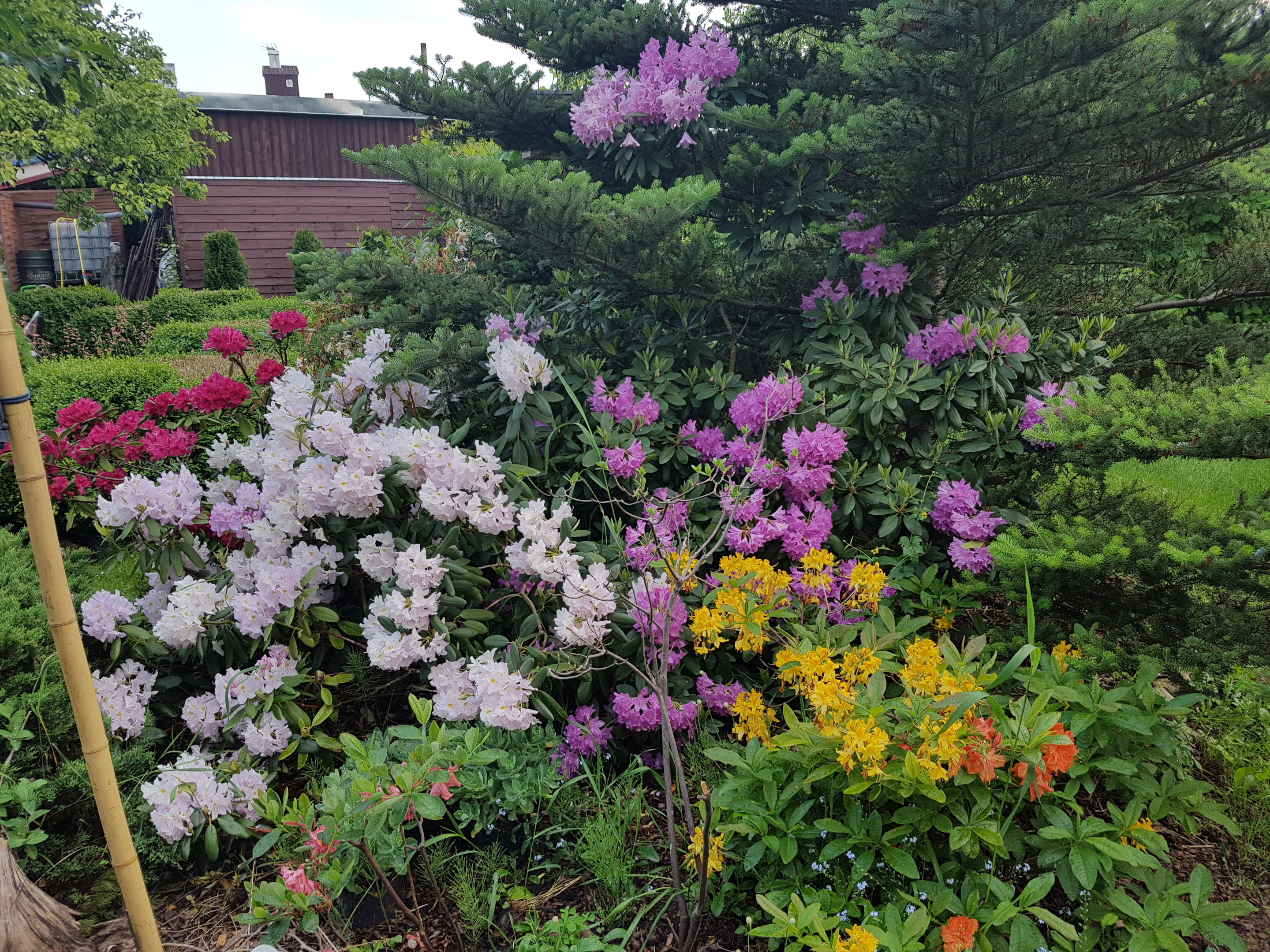 Rozaneczniki i azalie