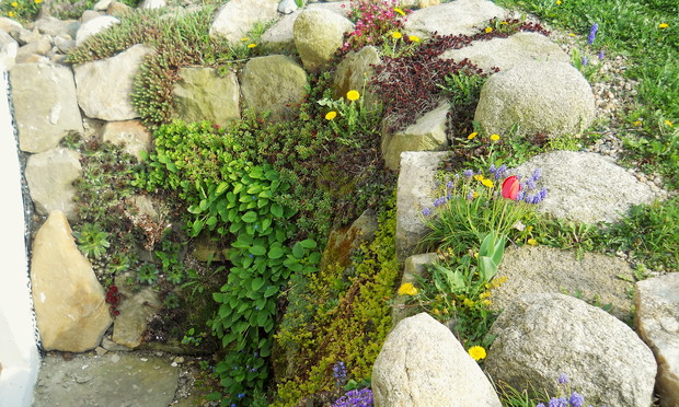 Skalniak przy piwnicznym oknie