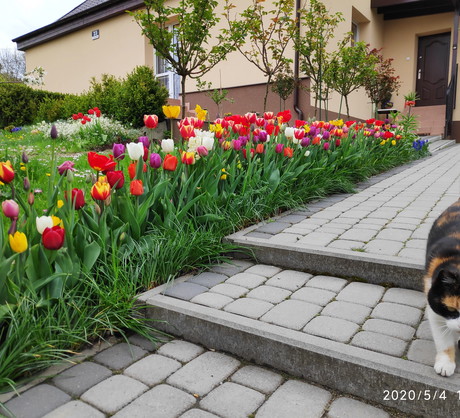 Tulipany