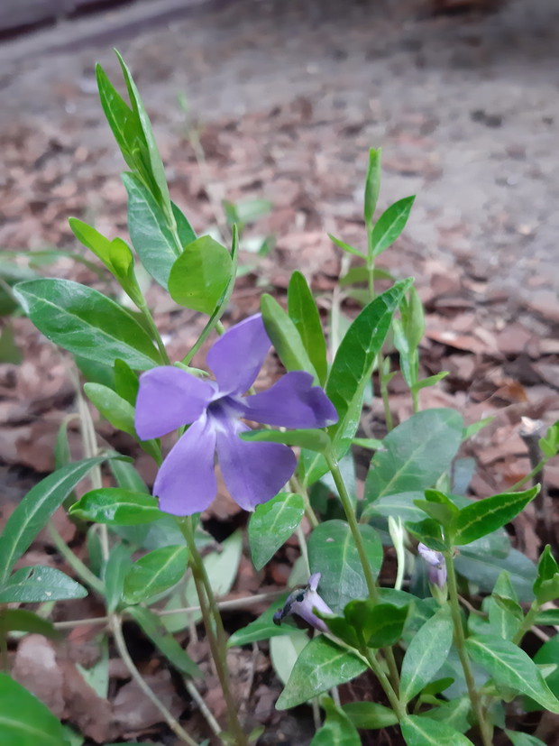 Barwinek pospolity rośnie w moim ogrodzie pod wiekowymi tujami