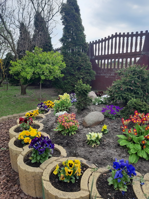 Bratki, prymulki ...