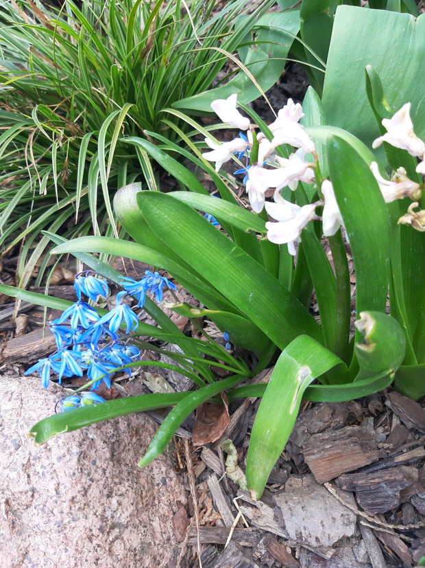 Cebulica z białym hiacyntem