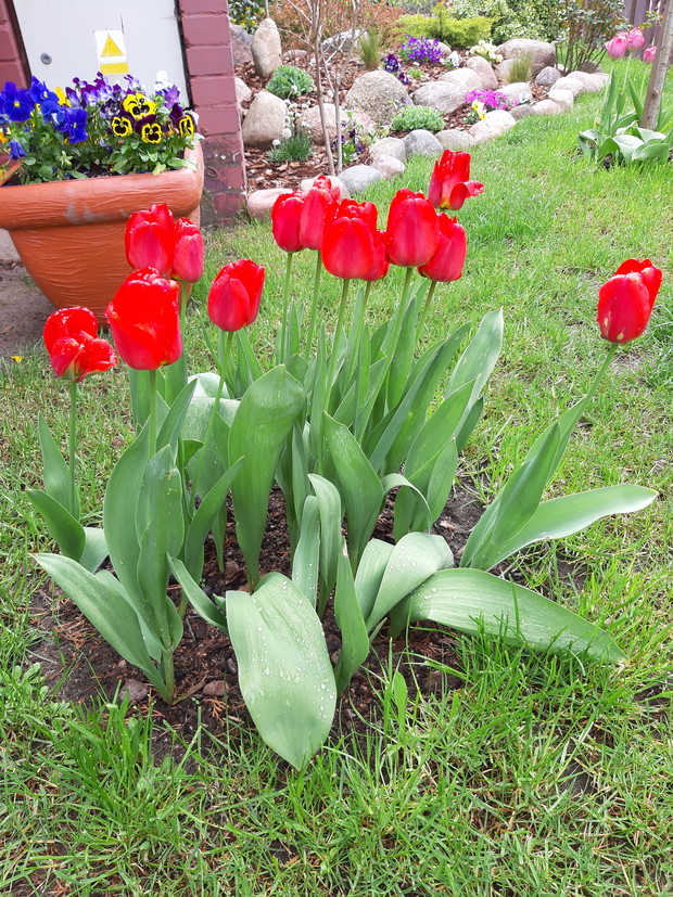 Czerwone tulipany, a w tle założenia skalniakowe