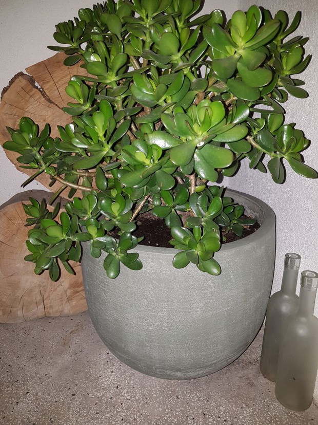 Drzewko szczęścia na wejście