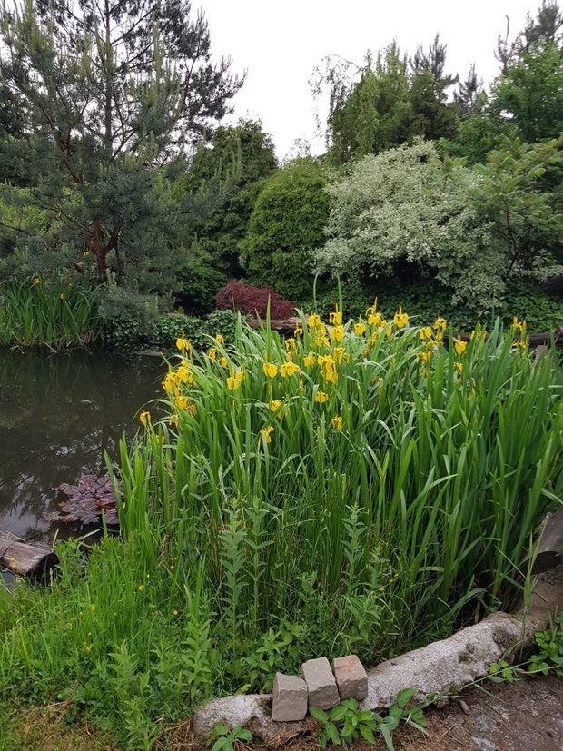 Kaskada krzewów ozdobnych