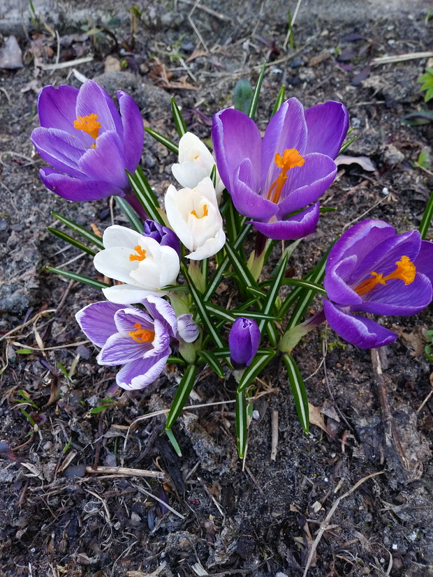 Krokusy