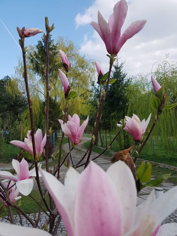 Magnolia