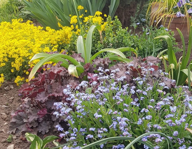 Niezapominajki i inne kwiatki z bajki