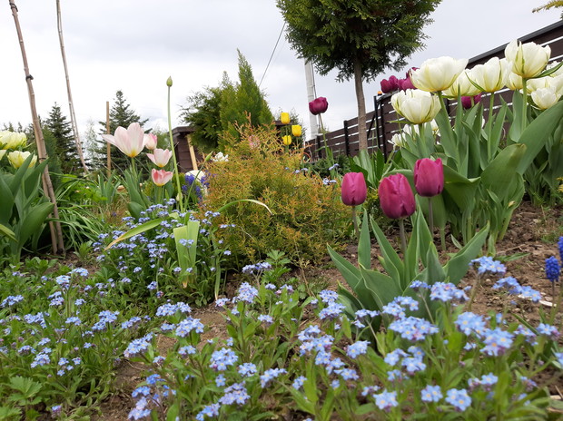 niezapominajki, kwiaty z bajki :)