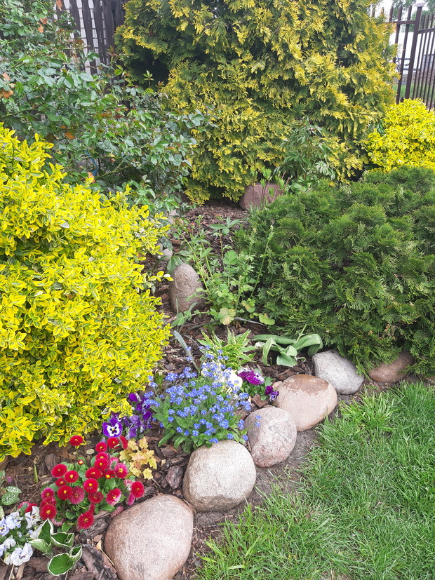 Niezapominajki, stokrotki ..