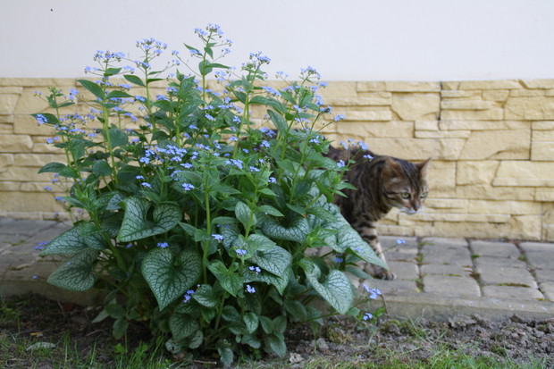 "Od Jodłowej idzie wiosna"
