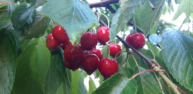 Ogród rodzinny - nasz mały raj